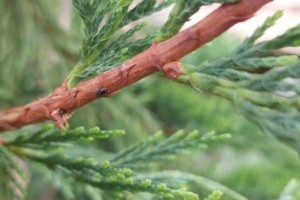 Borókaszú támadás a kertekben: védd meg az örökzöldeket!