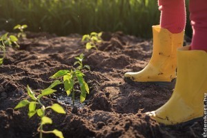 A fűszerpaprika ára és a termesztés költségei