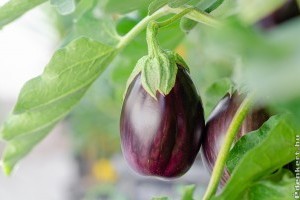 Padlizsán: trükkök, mire kell figyelni, hogy sokat teremjen