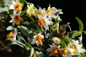 „Dél-Amerika szukkulensei” (kaktuszok, orchideák és broméliák) őszi Országos Kaktuszkiállítás és Vásár az ELTE Füvészkertben