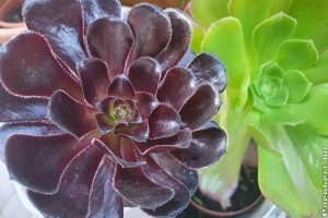 Ez a növény igénytelen, különleges és feldobja a napos teraszt