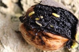 Meg lehet menteni a megfeketedett diót?