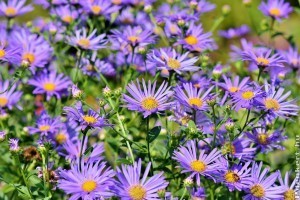 Ez a 3 legszebb évelő, ami októberben virágzik