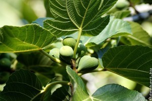 Ősszel vagy tavasszal kell metszeni a fügét?