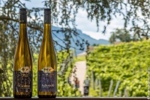 Európa legnagyobb borászati versenyén nyert aranyérmet a Folly