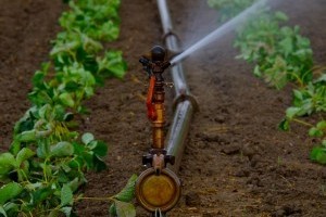 Öntözéstechnikai terepszemle – Melyik márka kínálja a legjobb szórófejeket?