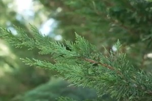 A kertek örök kedvencei az örökzöldek