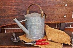 Szabad vagy nem ősszel metszeni?