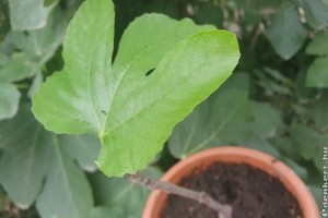 Füge szaporítása házilag - nincsen ennél egyszerűbb módszer