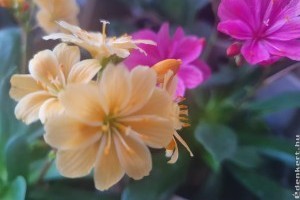 Dohánygyökér (Lewisia) teleltetése: ezeket mindenkinek tudnia kell