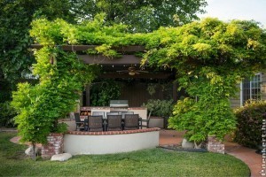 Ezek a növények a teraszod díszei lesznek