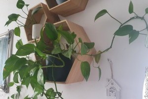 Ez a növény nagyon igénytelen és még a levegőt is tisztítja