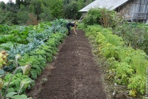 Így tervezd meg a vetésforgót a konyhakertben