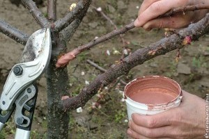 Gyümölcsfák metszése, oltása: így lehetsz profi