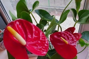 Flamingóvirág: így gondozd télen és gyönyörű lesz