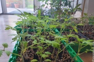 Miben érdemes és miben nem palántázni? Itt a válasz