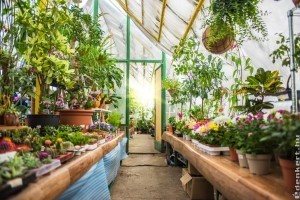 Milyen szempontok alapján kell otthont választanunk, ha üvegházat szeretnénk létesíteni?