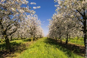 Gyümölcsfák metszése: ezt a 10 szabályt mindenkinek kellene tudni