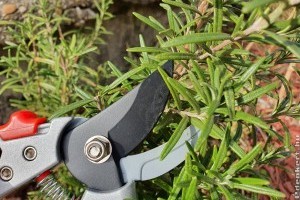 Rozmaring tavaszi metszése: ezekre jó, ha figyelsz