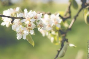 Fagyvédelem a gyümölcsösben: ez a 3 módszer segíthet