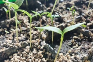 Palántanevelés házilag: így lesznek erősek és egészségesek a palánták