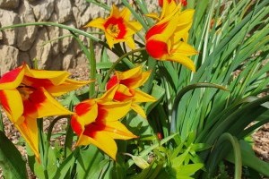 Le lehet vágni az elvirágzott tulipánt?