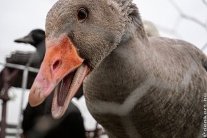 Ki ne hagyd! Indul a Fiatal Gazda pályázat a nyáron!