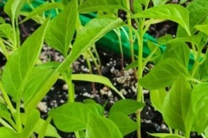 Mikor lehet kiültetni a paprikapalántát a kertbe?