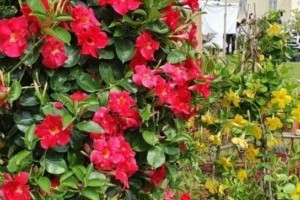 Ahonnan virág nélkül nem lehet hazajönni: 20. Európai Dísznövény és Kertművészeti Napok Fehérvárcsurgón