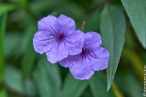 Mexikói petúnia vagy kék leander? Elmondjuk