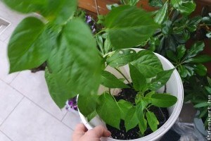 Paprikapalánta ültetése: mutatjuk, mire kell figyelned, hogy sokat teremjen!