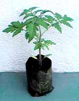 Krizantém: ha ezekre figyelsz, tele lesz virággal