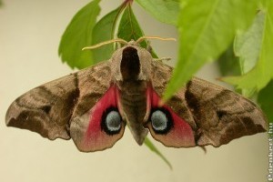 5 különleges beporzó rovar