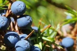 A gin fűszernövényei: ízek, aromák, zamatok