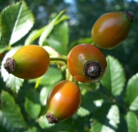 Krizantém: ha ezekre figyelsz, tele lesz virággal