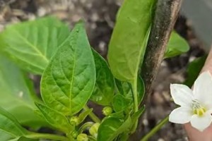 Paprika: ha ezt teszed a virággal, rengeteget terem