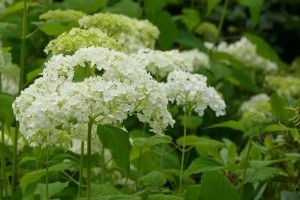 Annabelle hortenzia: ha ezekre figyelsz, tele lesz virággal