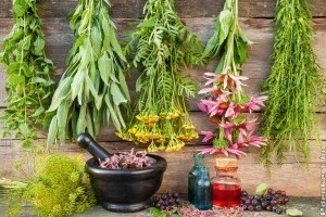 Gyógynövények a mindennapi egészség szolgálatában