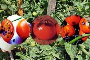 Miért barna, fekete pöttyös a fiatal paradicsom?