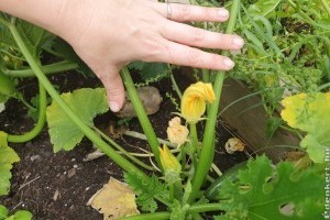 Fiú vagy lány? Mutatjuk, hogyan tehetsz a cukkini virágai között különbséget