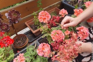 Ha ezt elfelejted, sokkal kevesebb virágot hoz a muskátli