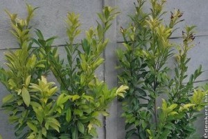 Így állítsd meg a kedvenc fád, vagy növényeid sárgulását