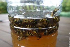 Nagyon egyszerű darázscsapda házilag videóval