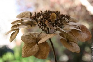 4 virág, amit most augusztusban érdemes metszeni