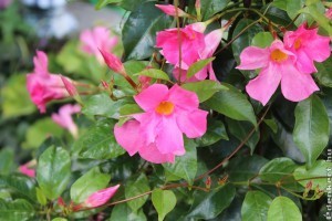 Hogyan érdemes visszametszeni ősszel a tölcsérjázmint?