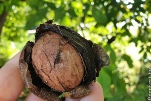 Oda a termés, ha megfeketedett a dió?