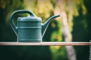 Milyen szobanövényeket érdemes alulról és melyikeket felülről locsolni?