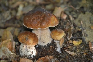 Milyen ehető gombákat érdemes gyűjteni októberben? Elmondjuk