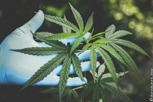 Tévhitek a CBD-ről, amelyekről lerántjuk a leplet!