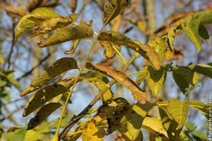 Mikor érdemes és mikor nem komposztálni a diólevelet? Elmondjuk